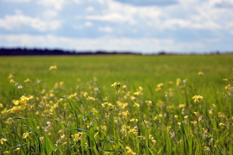 Photo Grass field