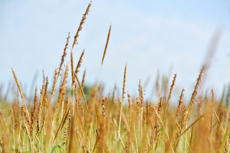 Photo Grass field